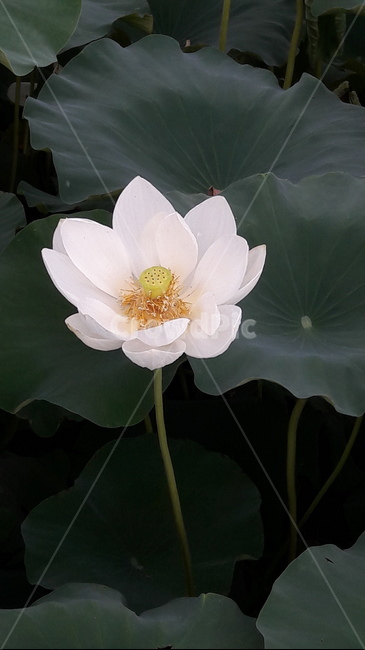 연꽃,연,꽃,자연,식물,흰꽃