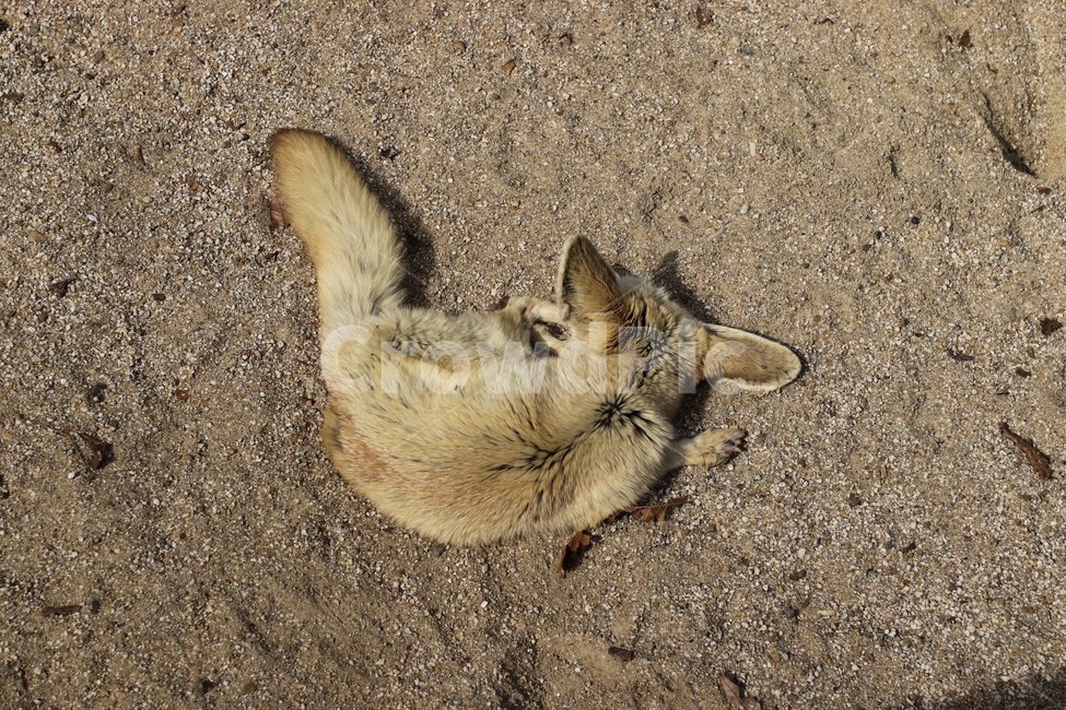 wildlife,야생생물,포유류,mammal,동물,animal,kitfox,키트폭스,fox,여우,동물,animal,포유류,mammal