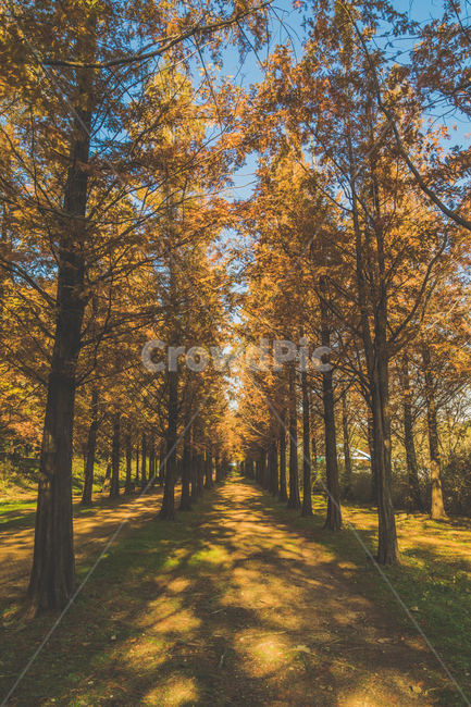 가을,단풍,메타세콰이어,길,tree,나무,plant,식물,인스타감성사진,감성사진,배경화면,바탕화면,감성,잠금화면,가을,계절,fall,autumn,season,자연,풍경,nature,landscape