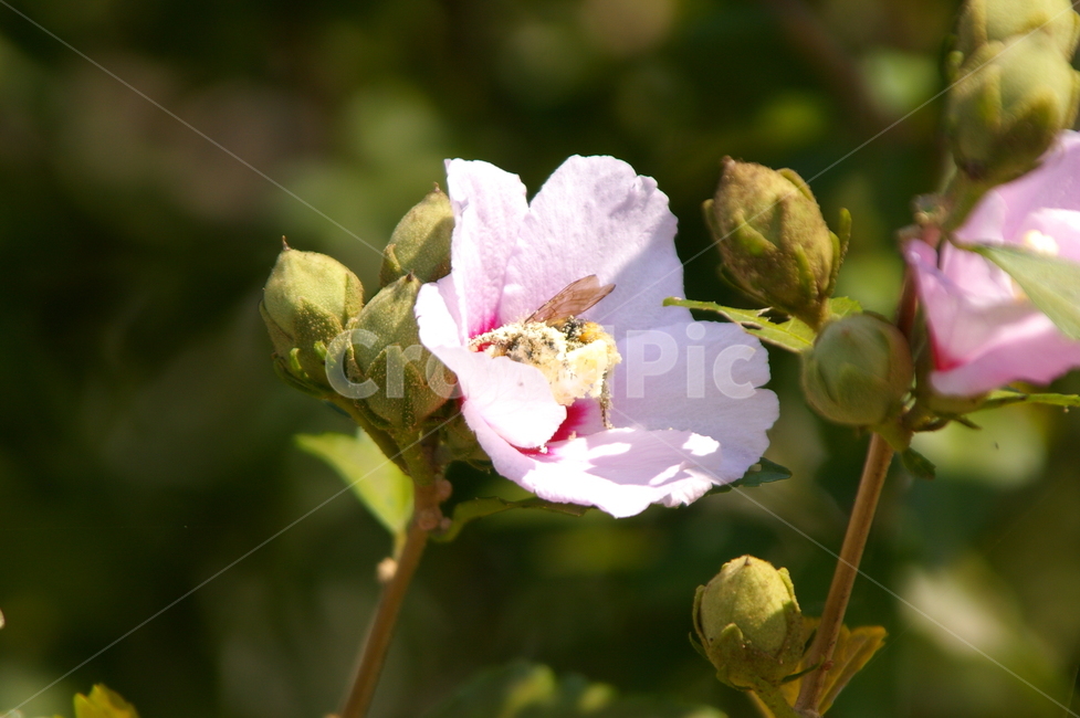 꽃,식물,꽃잎,flower,blossom,무궁화,벌,식물,자연,plants,nature,꽃,flower