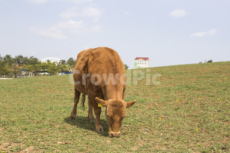 소,한우,목장,초원,풀,동물,풍경,방목,동물,animal,포유류,mammal,목축업,목장,livestock farming,ranching,pasture