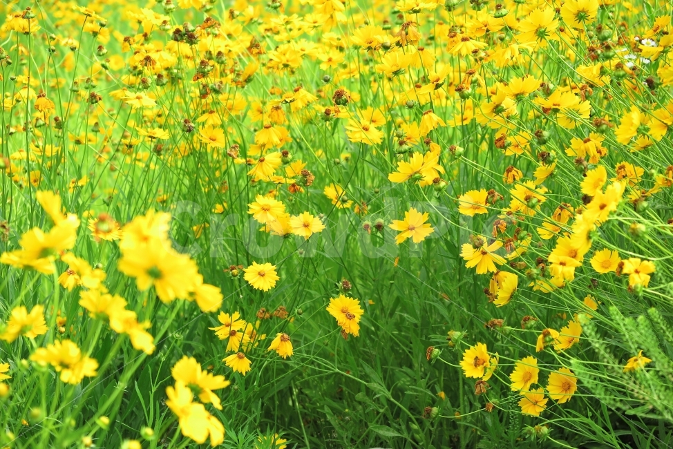 꽃,루드베키아,여름,식물,자연,꽃밭,꽃잎,패턴,정원,노란색,여름꽃,가을,계절,fall,autumn,season,식물,자연,plants,nature,꽃,flower,grassland,목초지,field,들,outdoors,옥외,plant,rural,농촌,farm,농장,meadow