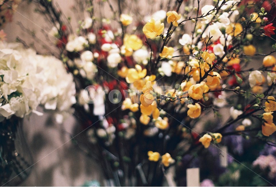인테리어,꽃,감성사진,필름사진,조화,식물,자연,plants,nature,꽃,flower,감성,sensible,feeling