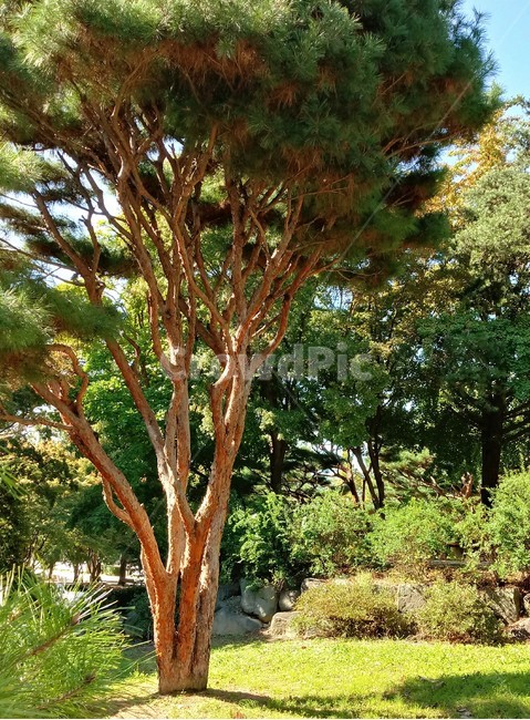 소나무,나무,식물,적송,tree,plant,나무줄기,상록교목,솔나무,송목,육송,송유송,여송,자송,청송,식물,자연,plants,nature,나무,trees,wood