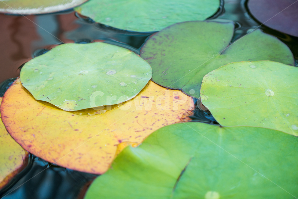 자연,풀잎,연잎,정화,차분,릴랙스,명상,flower,plant,식물,leaf,lotus