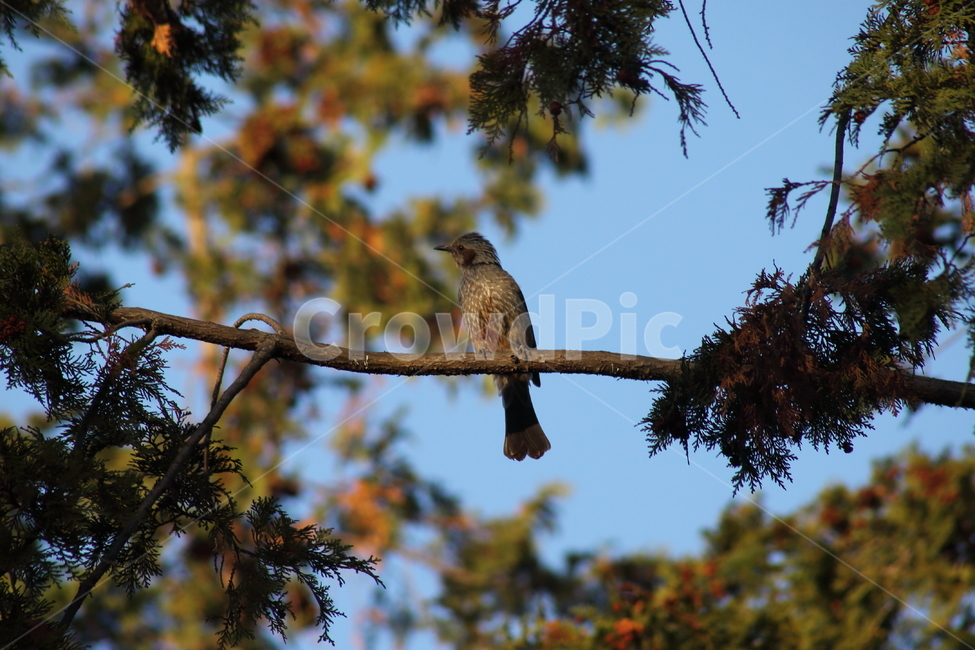 직박구리,새,조류,동물,brownearedbulbul,참새목,동물,animal,조류,새,birds