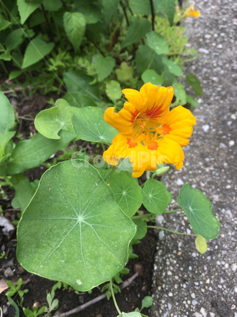 plant,식물,flower,geranium,제라늄,blossom,꽃,화단