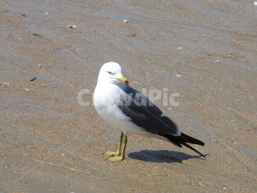 animal,동물,seagull,새,bird,동물,animal,조류,새,birds