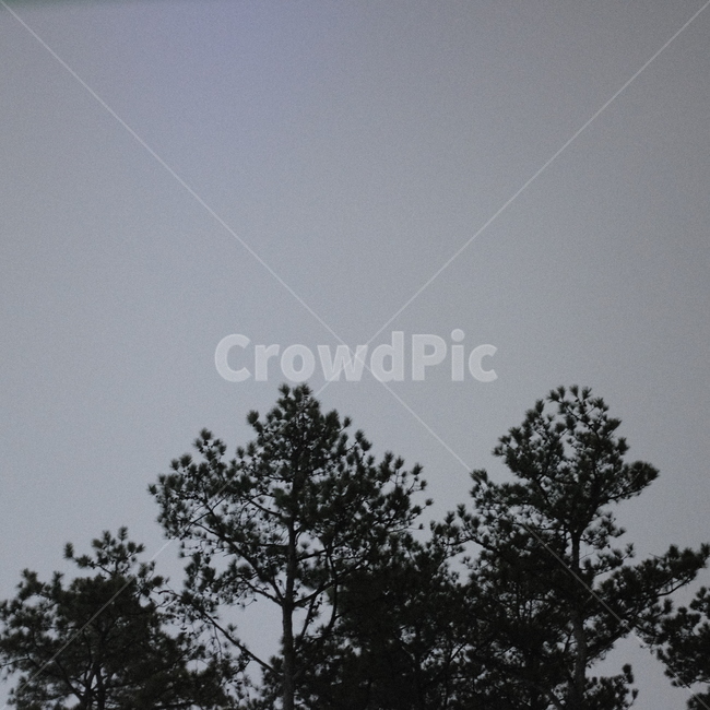 nature,자연,outdoors,옥외,나무,tree