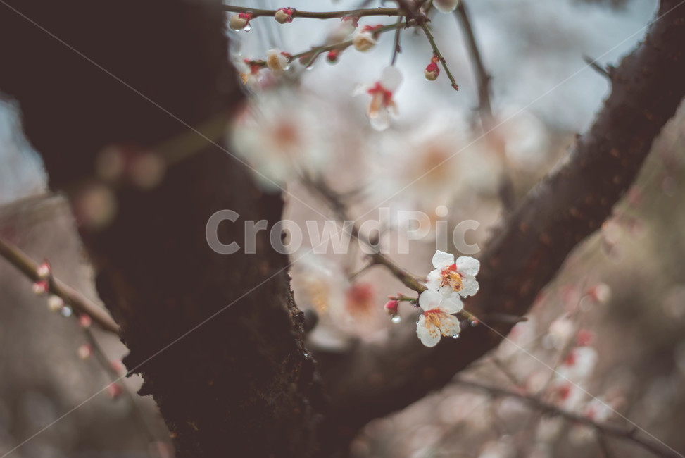 매화,매화꽃,꽃,식물,매화나무,봄,계절,spring,season,식물,자연,plants,nature,꽃,flower,plant,blossom