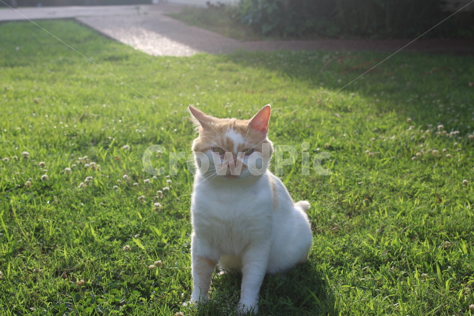 점박이,고양이,잔디,응시,야외,반려동물,흰색,주황색,털,다리,따뜻함,동물,animal,포유류,mammal,고양이,cat,kitten,kitty