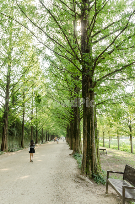 초록색,여름,나무,메타세콰이어,초록,자연,풍경,nature,landscape,한국자연풍경,한국자연경관,korea nature landscape,식물,plants,나무,trees,wood,human,인간,person,사람,tree,plant