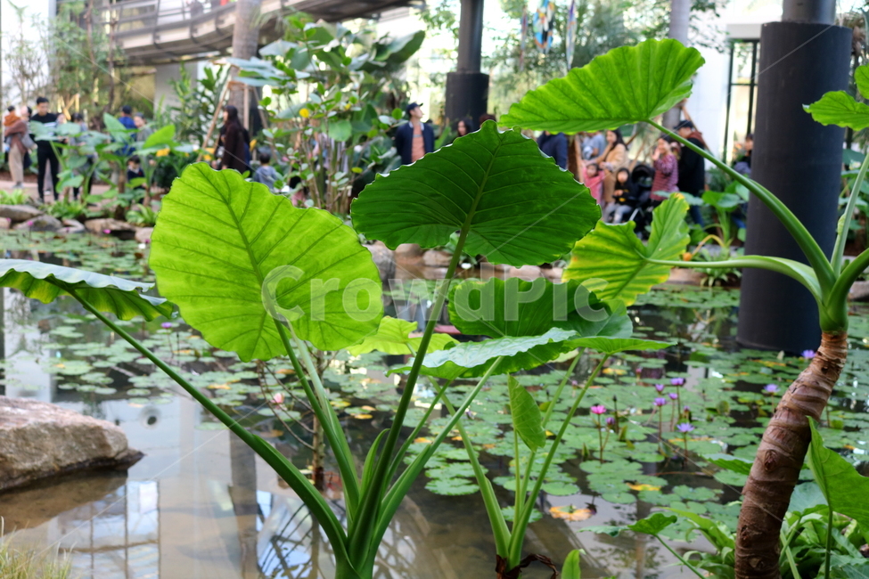 토란,낸시스리벤지,식물,천남성과,열대식물,토련,우자,야채,채소,자연,식물원,서울식물원