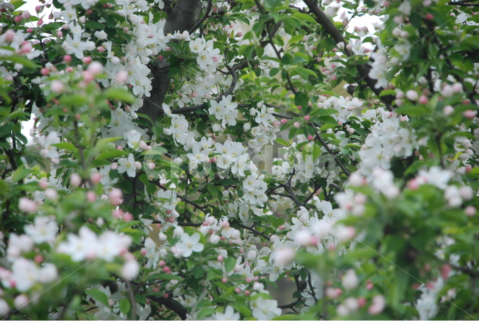 꽃,사과꽃,애기사과꽃,아웃포커싱,식물,힐링,자연,봄,봄,계절,spring,season,식물,자연,plants,nature,꽃,flower,plant
