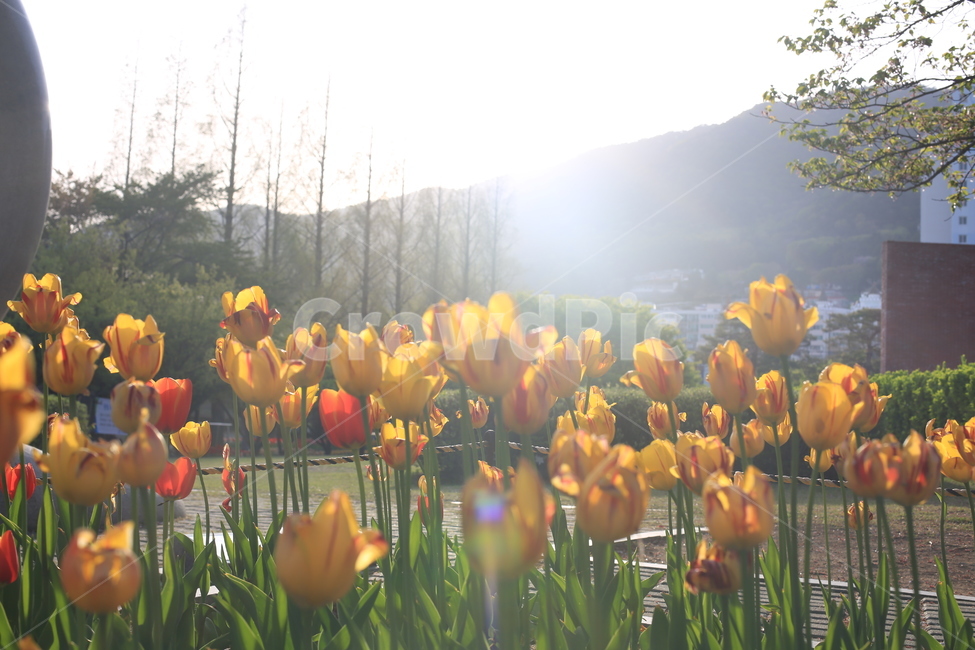 봄,꽃,튤립,연지공원,햇살,꽃말,봄,계절,spring,season,식물,자연,plants,nature,꽃,flower,감성,sensible,feeling,휴식,힐링,rest,relaxation,healing,plant