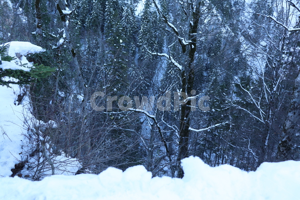 나무,눈,겨울,설산,겨울풍경,겨울,계절,winter,season,나무,trees,wood