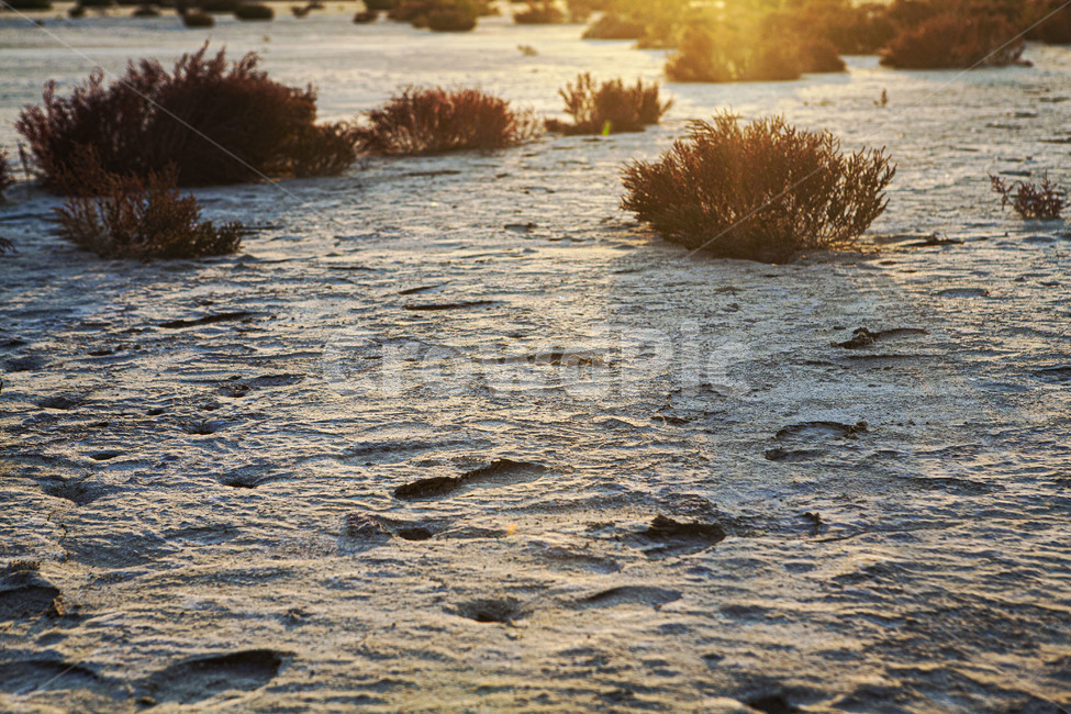 햇살,모래,풀,풍경,발자국,갯벌,nature,자연,flood,홍수