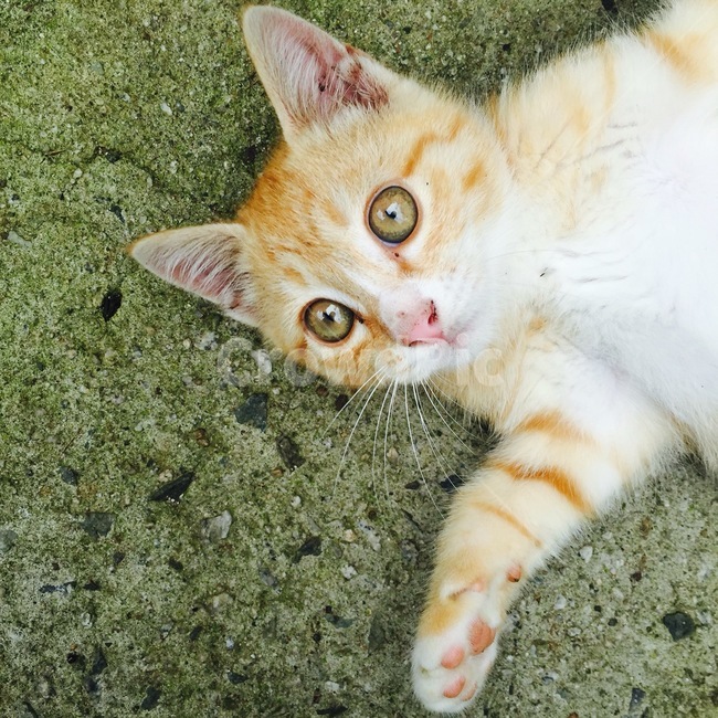 고양이,반려묘,애완동물,cat,animal,pet,동물,animal,포유류,mammal,고양이,cat,kitten,kitty