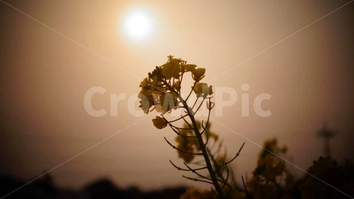 유채꽃,꽃,산방산,제주,제주도,대정,저녁,식물,자연,plants,nature,봄,계절,spring,season,꽃,flower,flare,플레어,light,빛,sunlight,햇빛