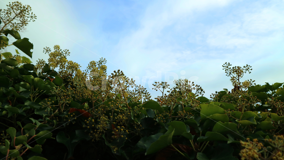 plant,식물,leaf,잎,초록,green,자연,nature,하늘,sky,자연,풍경,nature,landscape