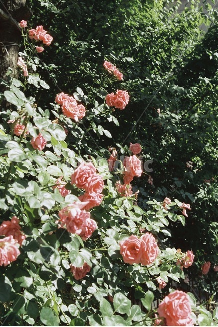 자연,감성,감성사진,장미,장미꽃,꽃,필름,필름카메라,필름사진,film,filmcamera,nature,rose,flower,plant,sensible,color,colorsensitivity,emotional,feeling