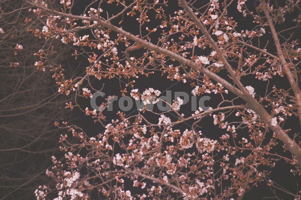 벚꽃,꽃,blossom,flower,밤,봄,나무,plant,식물,cherryblossom