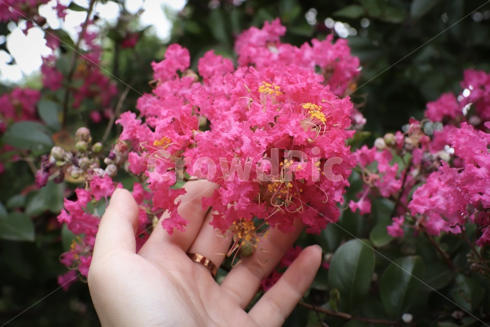 배롱나무,배롱,꽃,분홍꽃,식물,plant,식물,자연,plants,nature,꽃,flower,신체일부,몸,body