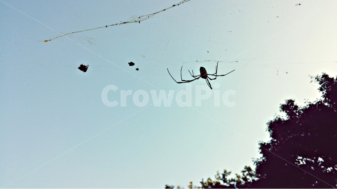 거미,거미줄,spider,spiderweb,곤충,나무,자연,동물,animal,곤충,벌레,insect,bug