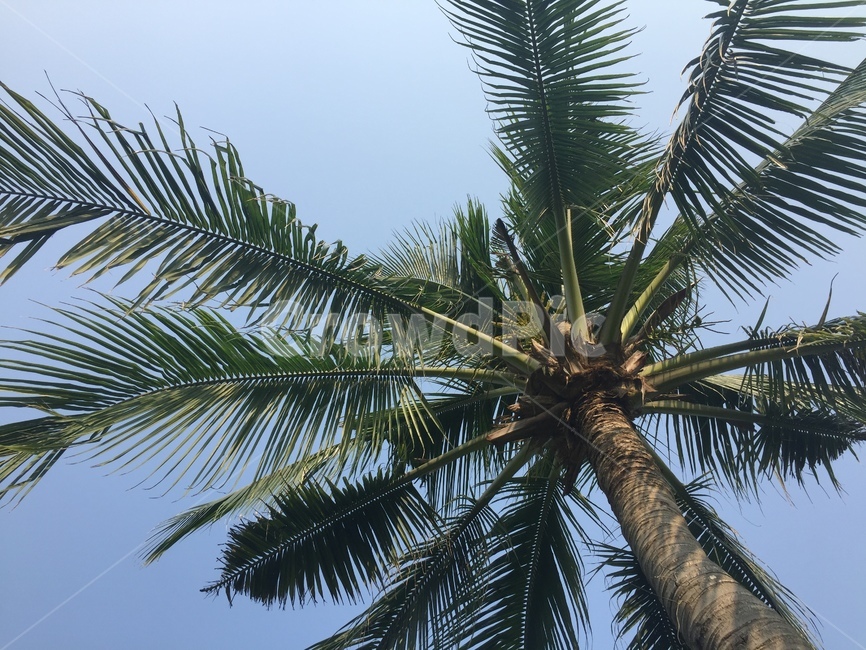 arecaceae,tree,나무,palmtree,야자수,plant