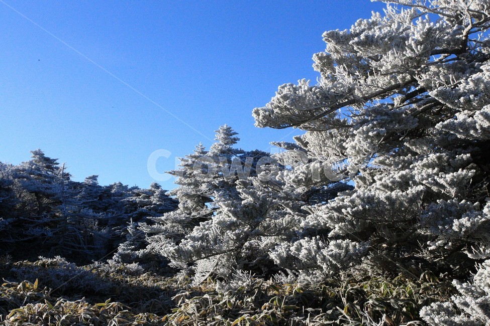 한라산,제주도,산,상고대,눈,눈꽃,겨울,snow,winter,나무,tree