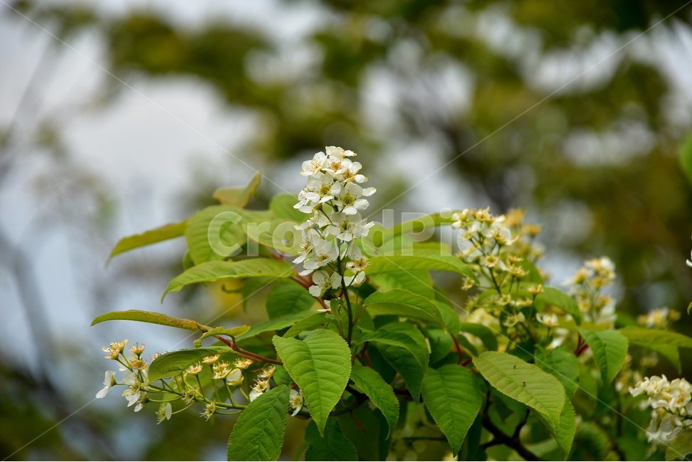 귀룽나무,야생화,꽃,식물,자연,생태,플라워,flower,plants,nature,식물,자연,plants,nature,꽃,flower