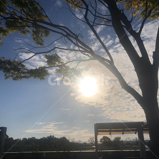 빛,sunlight,햇빛,나무,하늘