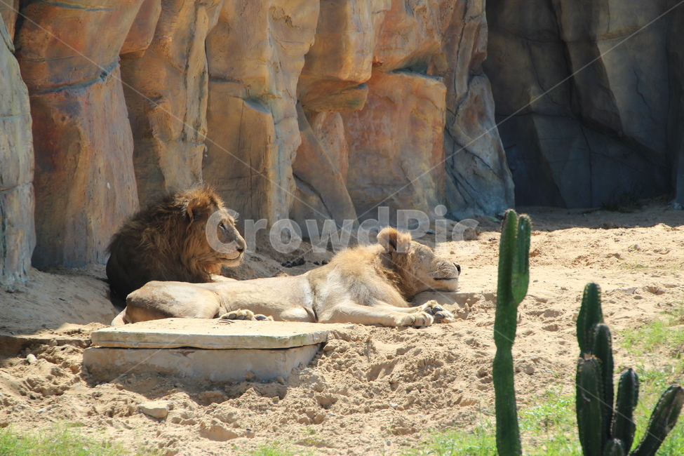 사자,야생생물,animal,동물,mammal,포유류,lion,wildlife,동물,animal,포유류,mammal