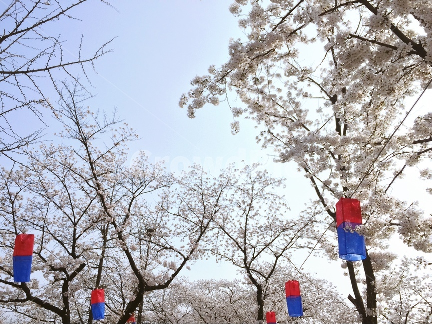 봄,벚꽃,풍경,korea,spring,봄,계절,spring,season,자연,풍경,nature,landscape,한국전통,한국문화,korean traditional,korean culture