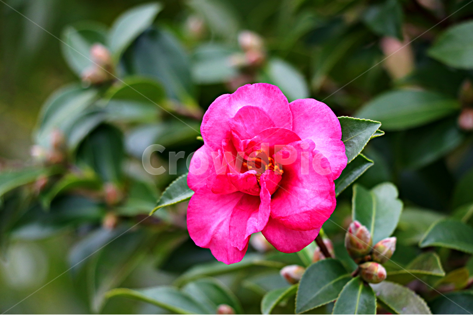 꽃,flower,blossom,동백,동백꽃,식물,자연,plants,nature,꽃,flower