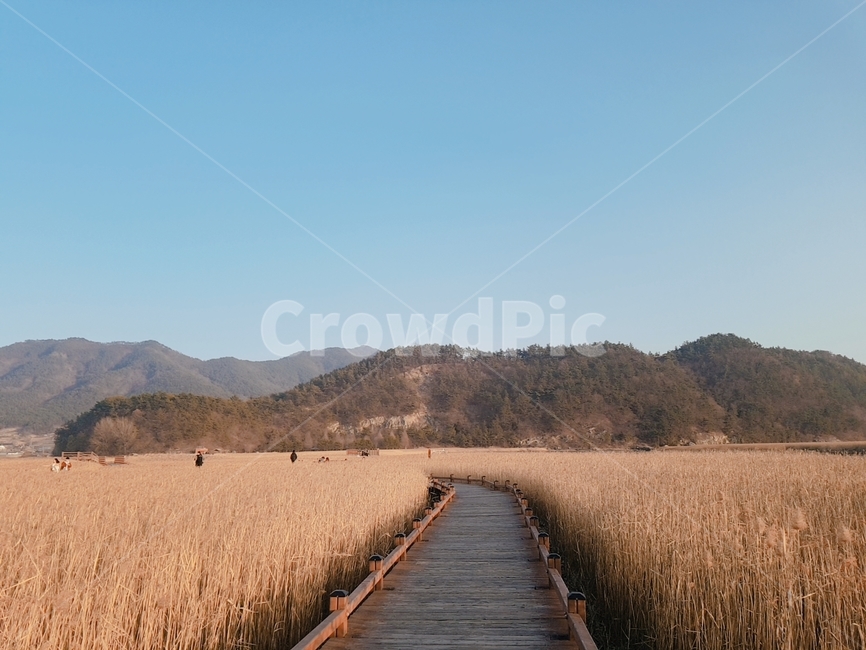 갈대,나무데크,겨울,길,갈대밭,순천만