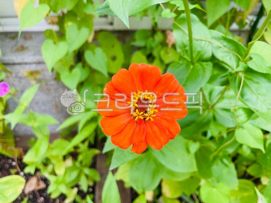 plant,식물,백일홍,주황색꽃,예쁜꽃