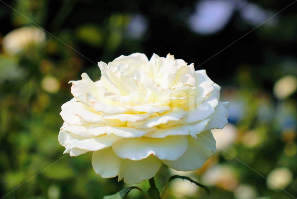 꽃,한송이,흰색,식물,장미,식물,자연,plants,nature,꽃,flower