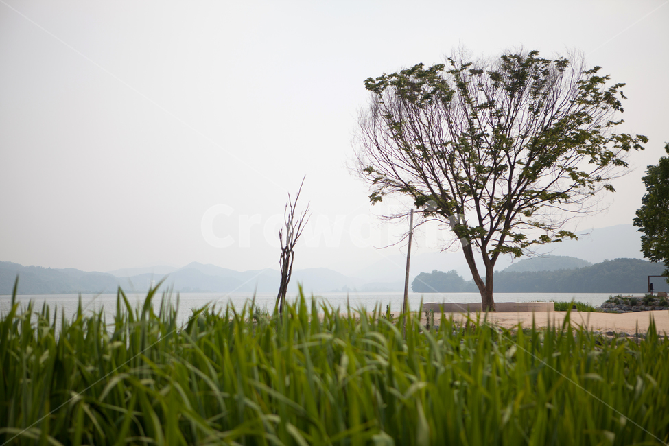 nature,outdoors,양평,두물머리,나무,풀,강,자연,봄,여름,배,나루터