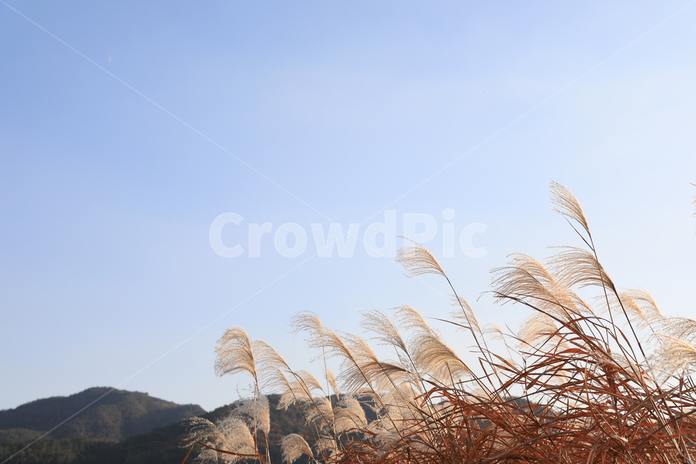 여수가사리,갈대,습지,가을,풍경,가을,계절,fall,autumn,season,자연,풍경,nature,landscape,식물,plants,grass,잔디,plant,lawn,reed