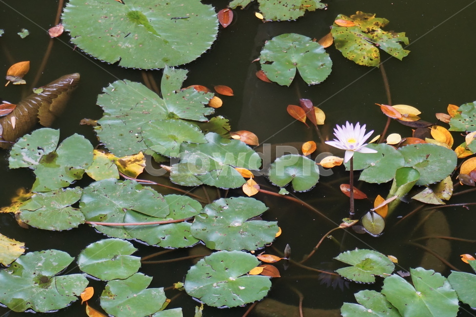 lotus leaf,fish,maple,thelotusflower,aquatic plants,lake,aquaticplant,Maple
