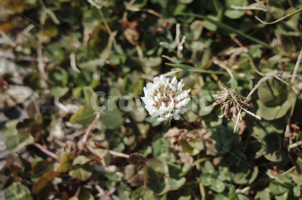 flower,blossom,꽃,plant,식물,white,whiteflower,토끼풀,들꽃,식물,자연,plants,nature,꽃,flower