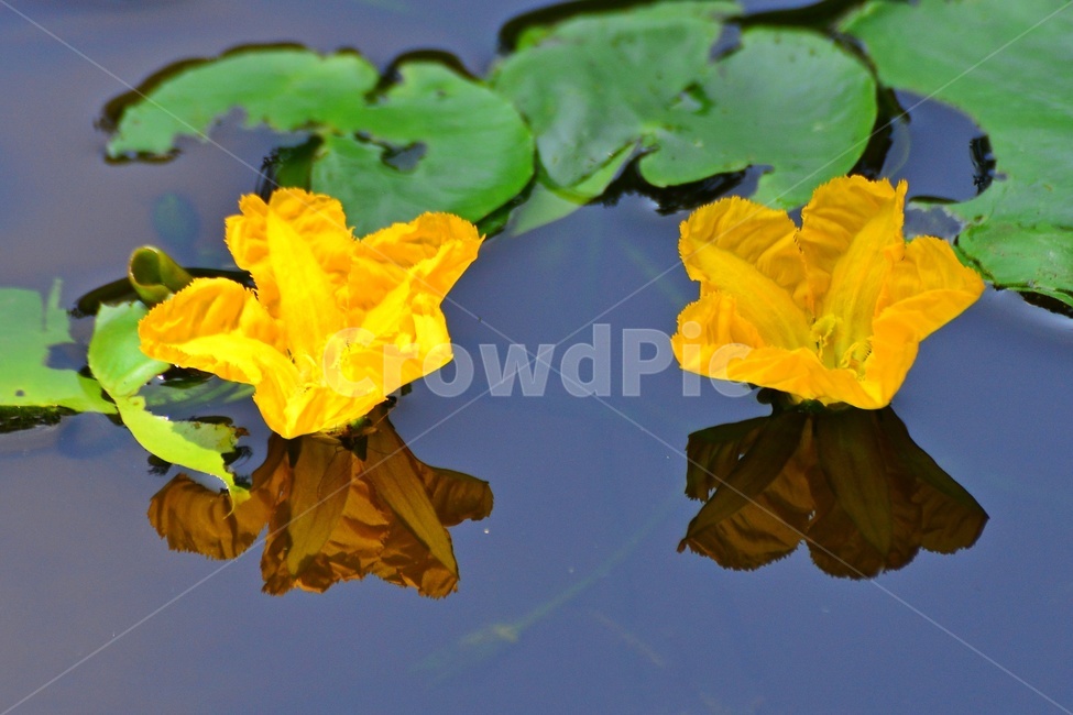 plant,식물,flower,blossom,꽃,연못,가시연,연꽃