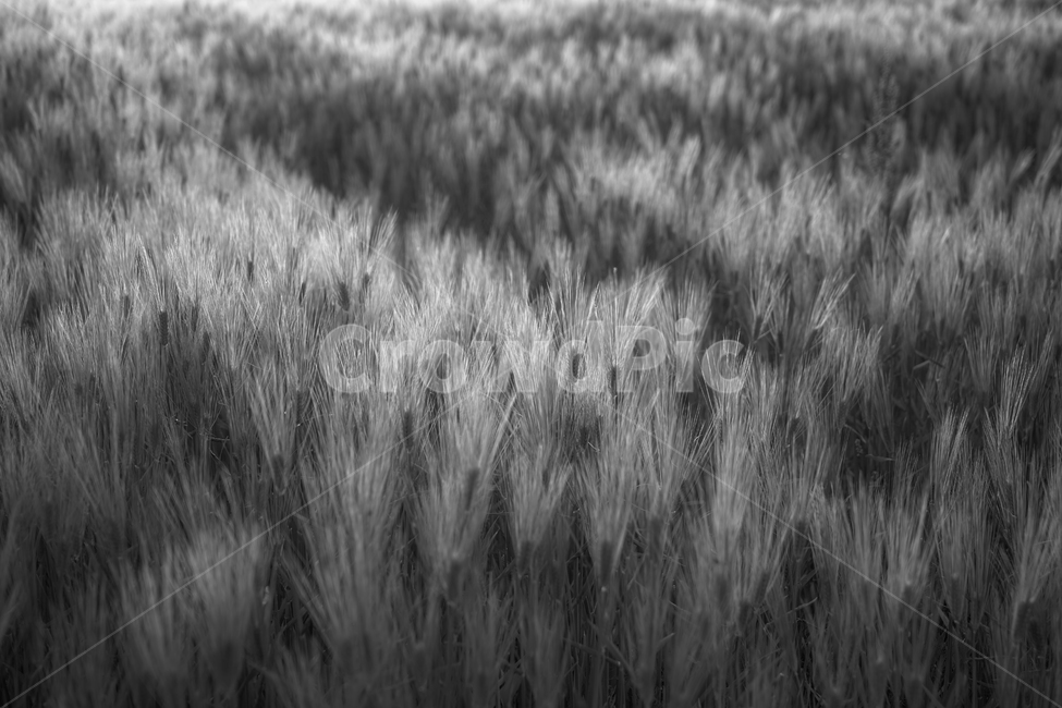 청보리,농사,작물,자연,식물,보리,오월,식물,자연,plants,nature,흑백,모노톤,monochrome,black and white
