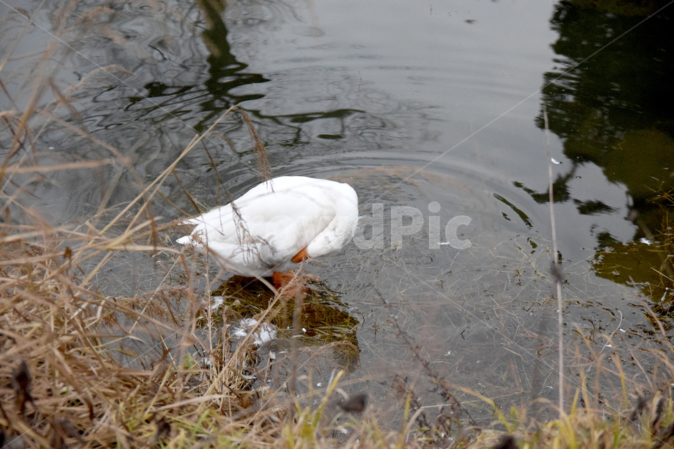 거위,조류,호수,물,오릿과,새,흰거위,goose,lake