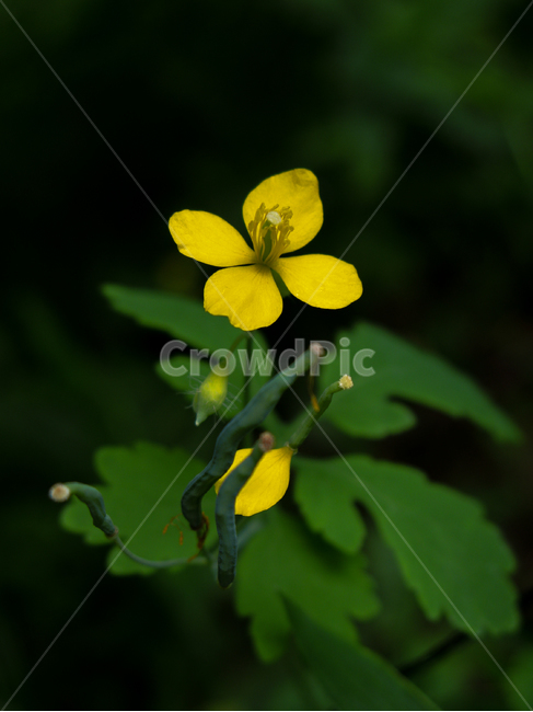 노란꽃,yellowflower,꽃,flower,야생화,wildflower,풀,grass,애기똥풀,식물,자연,plants,nature,꽃,flower