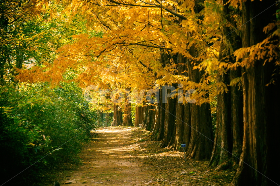 단풍,가을풍경,풍경,가을,가을날,landscape,가을길,가을,계절,fall,autumn,season,자연,풍경,nature,landscape,plant,식물,tree,나무,leaf,잎