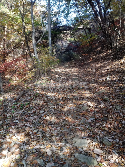 도로,길,등산로,산책로,road,가을,단풍,낙엽,계절