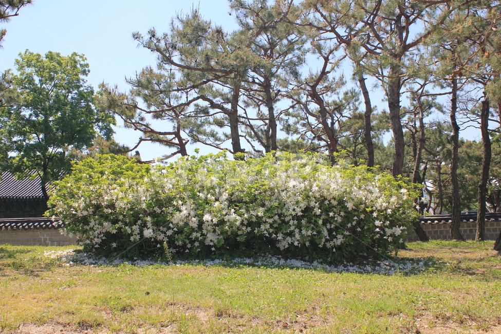 개꽃,flower,경기전,꽃나무,thescentlessfalsecamomile,식물,자연,plants,nature,꽃,flower