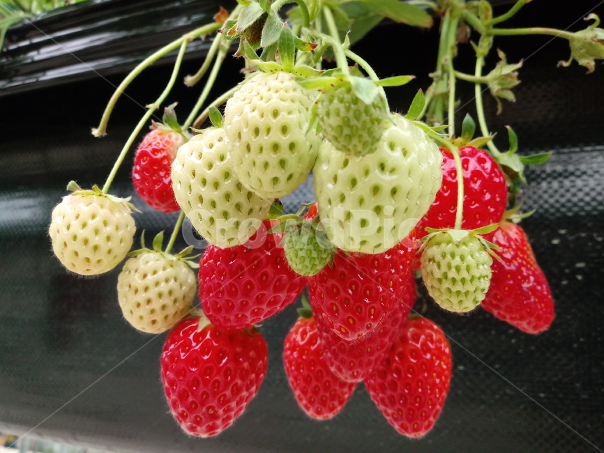 딸기,빨간열매,식물,strawberry,장미과,과일,농산물,과일,열매,fruit